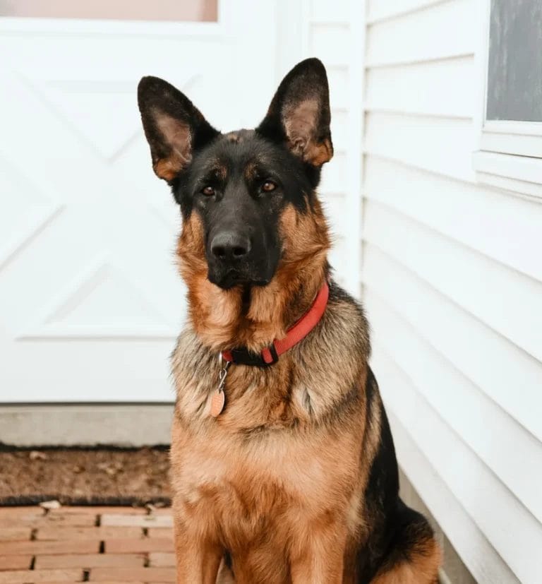 How Long Does a German Shepherd Stay in Heat?