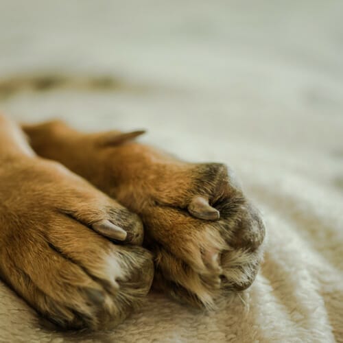 How Much Does A German Shepherd Cost Per Month how-much-does-a-german-shepherd-cost-your-dog-advisor