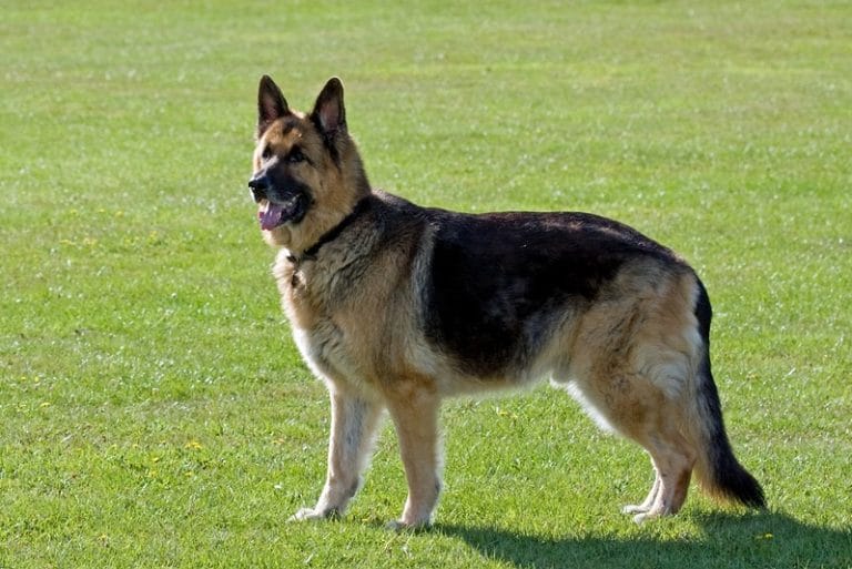 How Much Do Female German Shepherds Weigh?