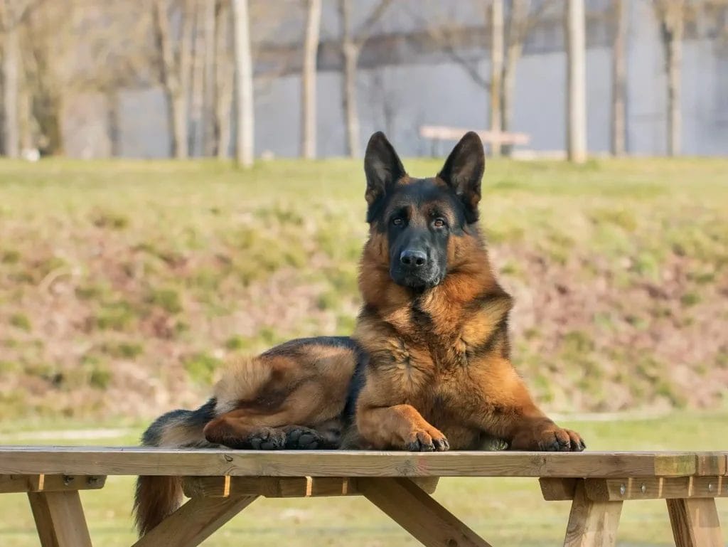 German Shepherd on table
