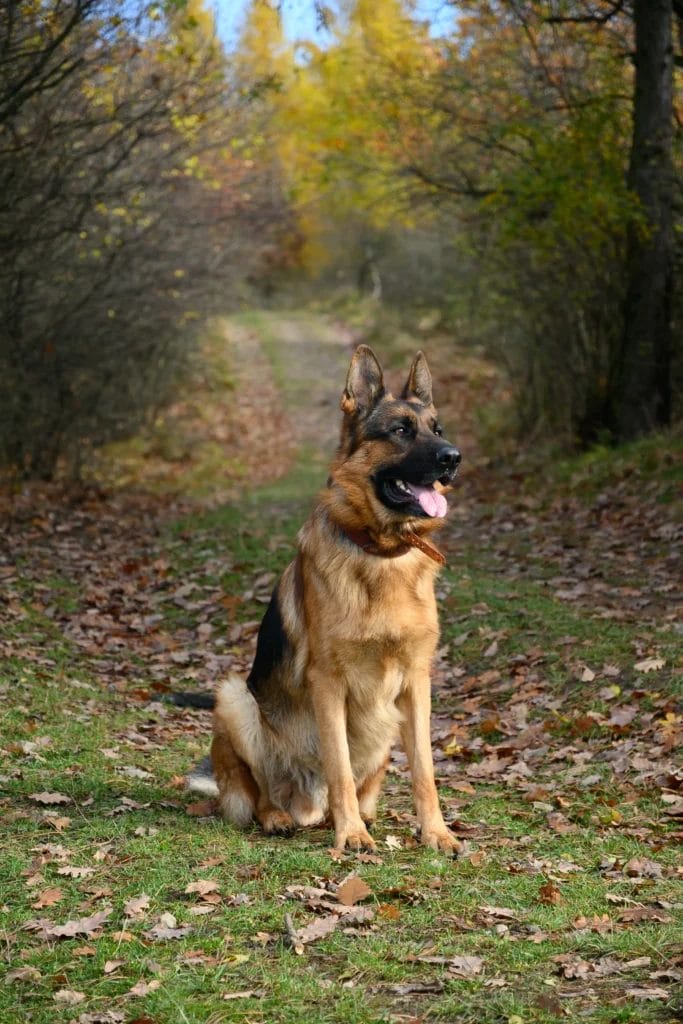 Train German Shepherd