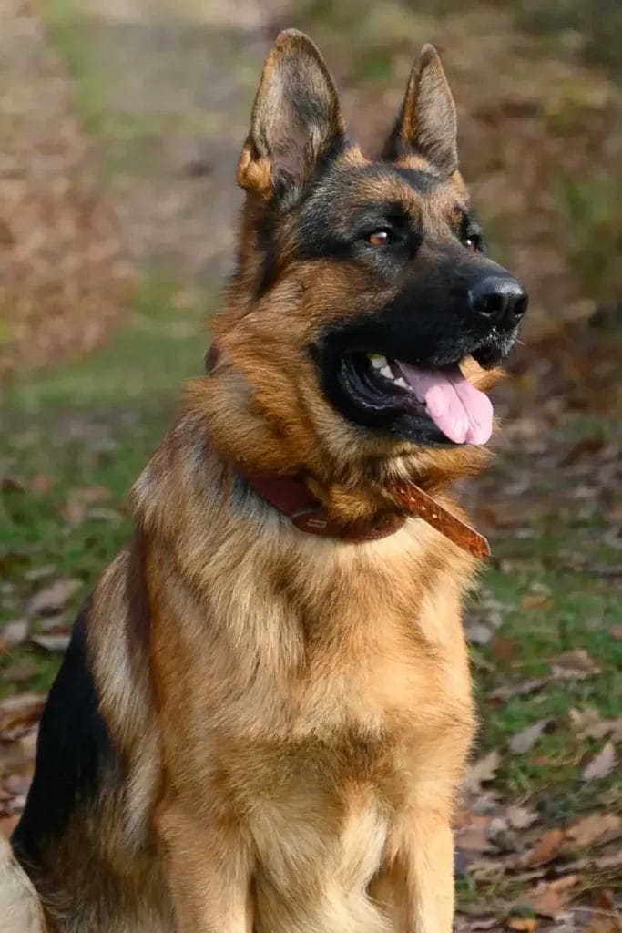 Beautiful German Shepherd dog