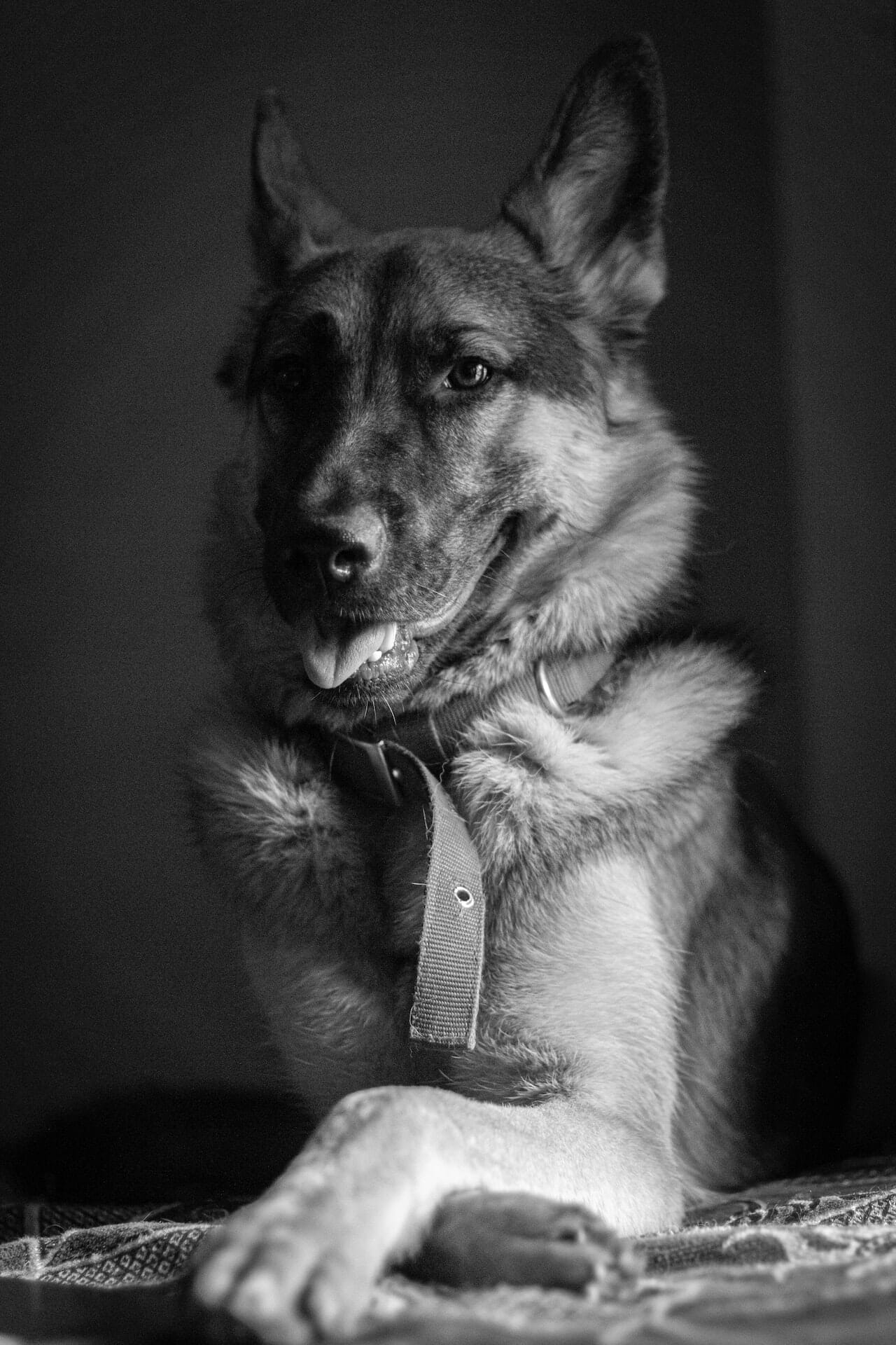 germanshepherddirect.com