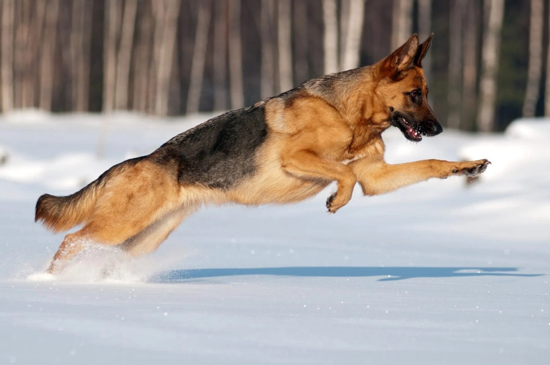 German shepherd in snow