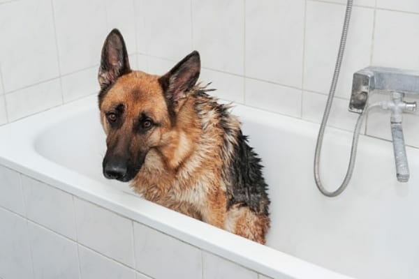 dog in bath